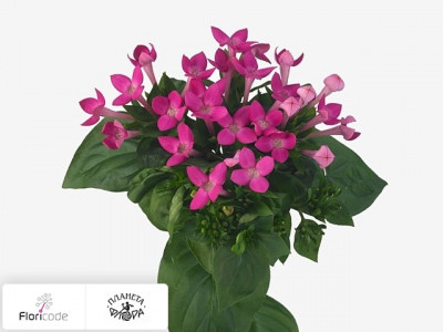 Бувардия одноцветковая Royal Violet