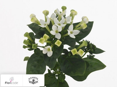 Бувардия одноцветковая Royal White Verde