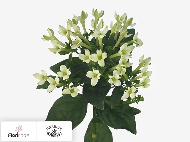Бувардия одноцветковая Royal Zelena