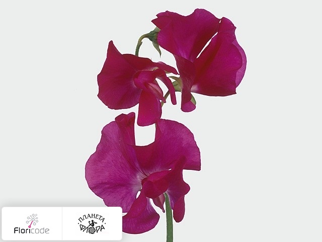 Чина душистая Carmine Rose