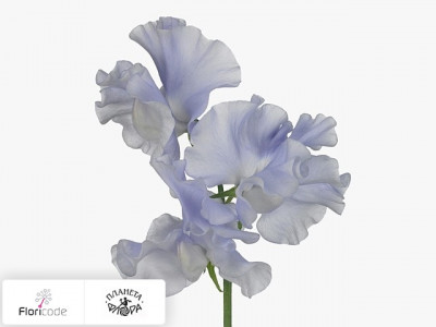Чина душистая Lavender Shine