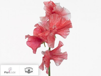 Чина душистая Misty Rosy Red