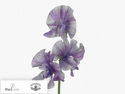 Чина душистая Misty Striped Purple