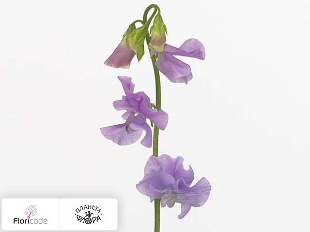 Чина душистая Winter Sunshine Lavender