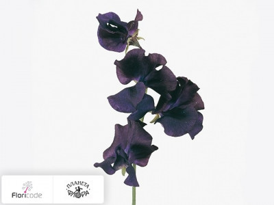 Чина душистая X blauw