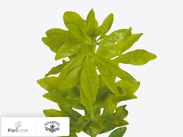 Чойсия тройчатая Lemon Lime