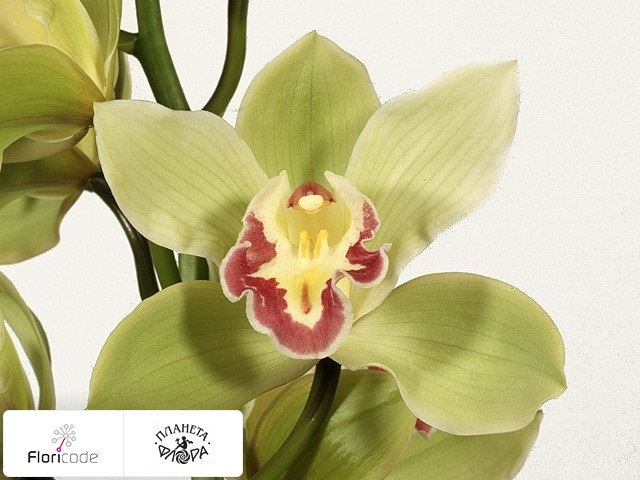 Цимбидиум Per bloem Vanguard Christmas Beauty