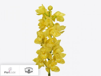 Цимбидиум крупноцветковый Albino Yellow