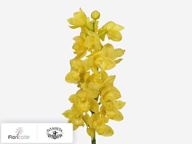 Цимбидиум крупноцветковый Albino Yellow
