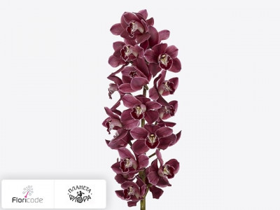 Цимбидиум крупноцветковый Blazing Pontac Deep Purple