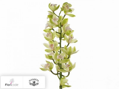 Цимбидиум крупноцветковый Early Green Beauty