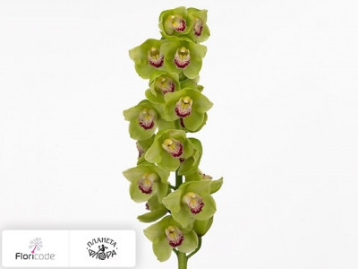 Цимбидиум крупноцветковый Green Surprise