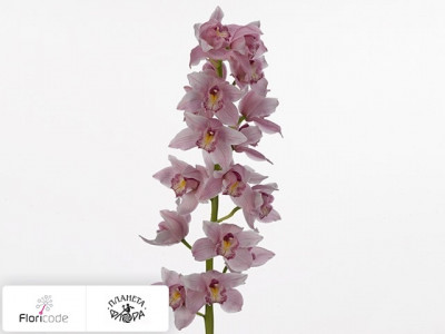 Цимбидиум крупноцветковый Marquesa Prescott Pink Condor