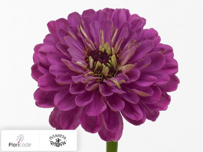 Цинния изящная Benary's Giant Lilac
