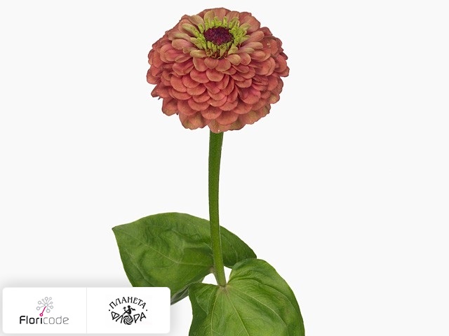 Цинния изящная Queen Red Lime