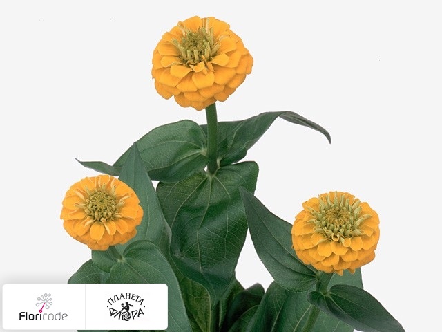 Цинния Лилипут Golden