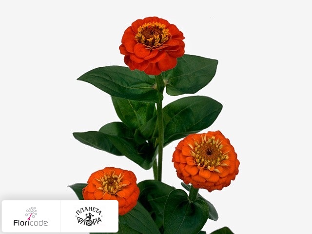 Цинния Лилипут Orange