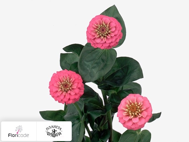 Цинния Лилипут Rose