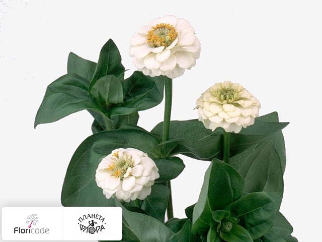 Цинния Лилипут White
