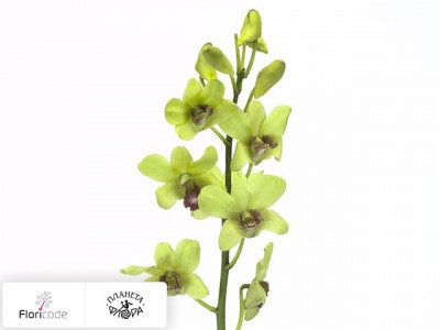 Дендробиум Burana Jade Jade