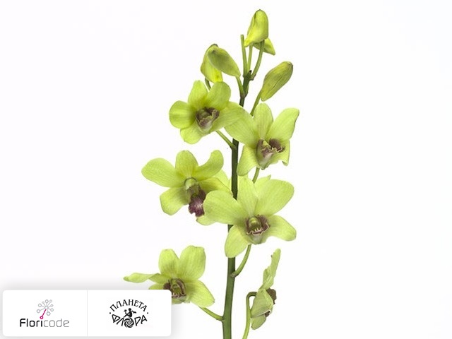 Дендробиум Burana Jade Jade