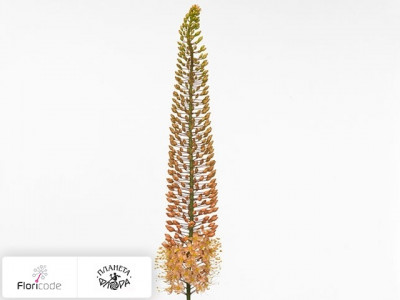 Эремурус Salmon Blossom