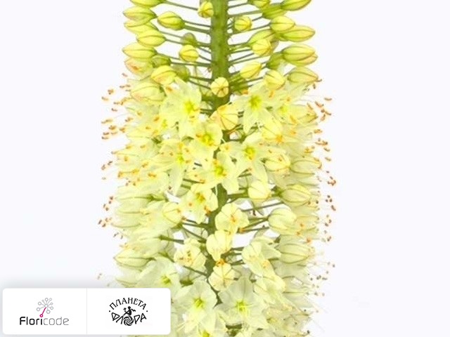 Эремурус White Beauty Favourite
