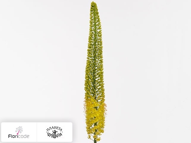 Эремурус X isabellinus Yellow Cleopatra