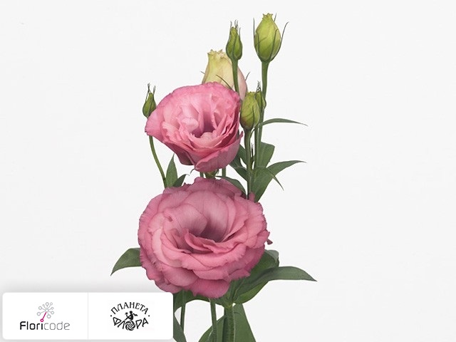 Эустома Рассела Advantage Cherry Sorbet