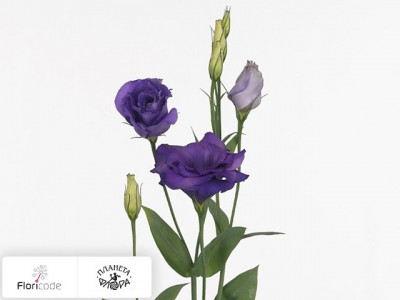 Эустома Рассела Advantage Purple