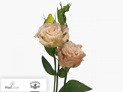 Эустома Рассела Alissa Light Apricot