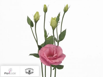 Эустома Рассела Arena Rose
