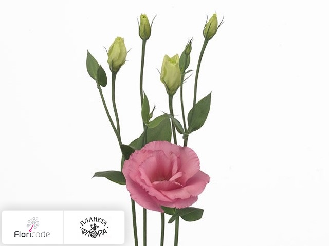 Эустома Рассела Arena Rose
