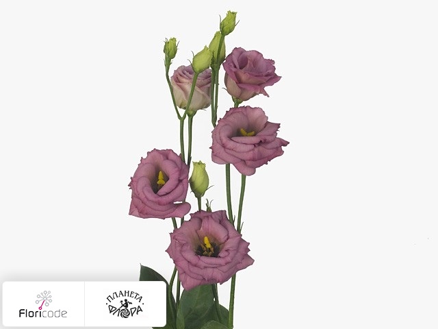 Эустома Рассела Arosa Antique Rose