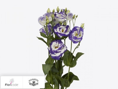 Эустома Рассела Aube Blue Picotee