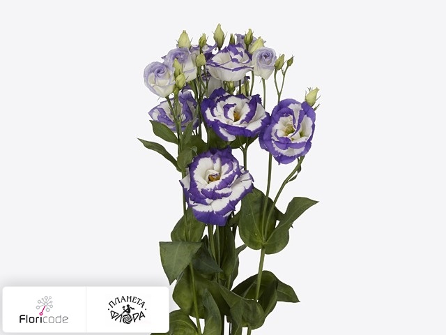 Эустома Рассела Aube Blue Picotee