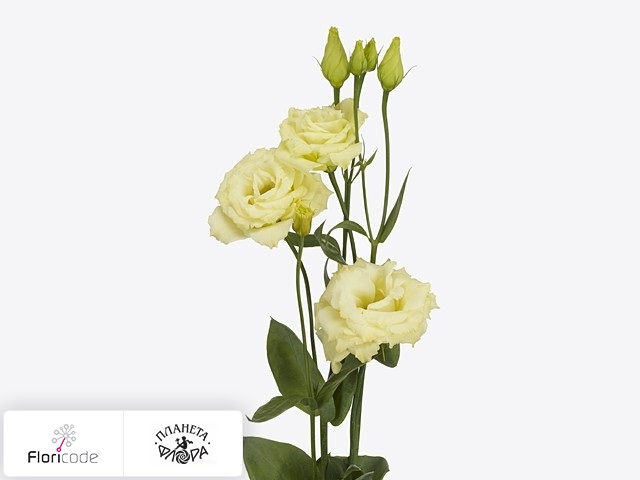 Эустома Рассела Aube Yellow