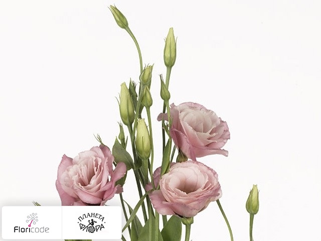 Эустома Рассела Borealis Pink