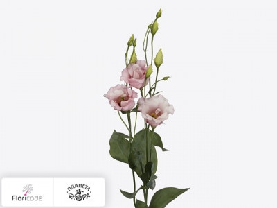 Эустома Рассела Elli Light Pink