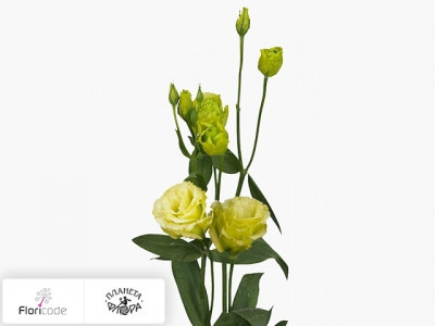 Эустома Рассела Engage Lime