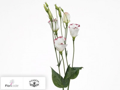 Эустома Рассела Enkel bloeiend Charm Rose Rim
