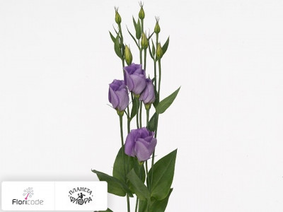 Эустома Рассела Enkel Carice Lavender