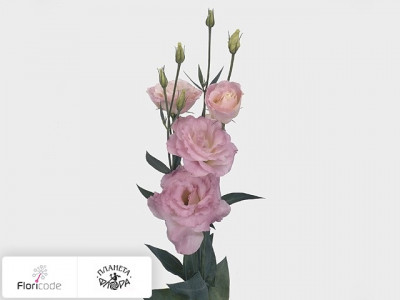 Эустома Рассела Mariachi Misty Pink