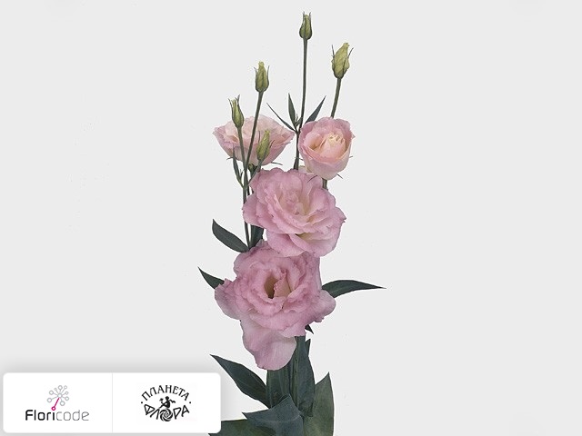Эустома Рассела Mariachi Misty Pink