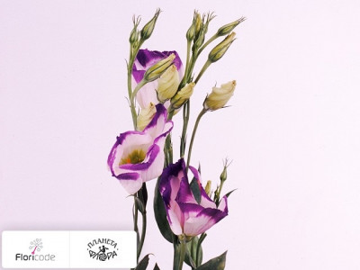 Эустома Рассела Mickey Bicolour Purple