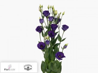 Эустома Рассела Minilisi Blue Double