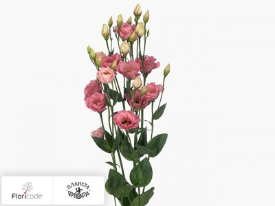Эустома Рассела Minilisi Rose Double