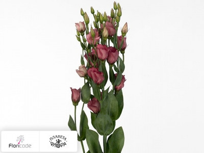 Эустома Рассела Minilisi Rose Single
