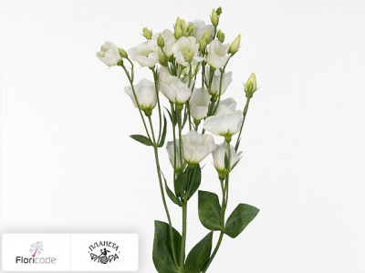 Эустома Рассела Minilisi White Single