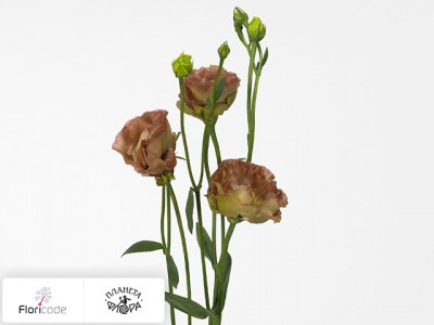 Эустома Рассела Wonderous Double Brown